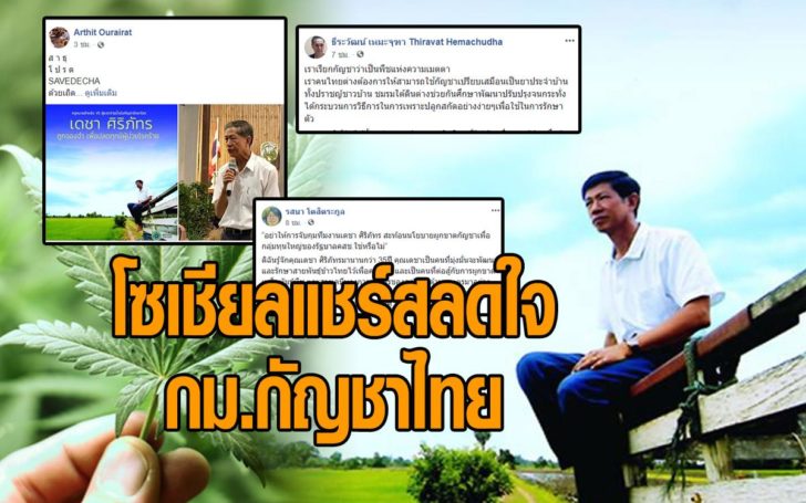 กัญชาไทย