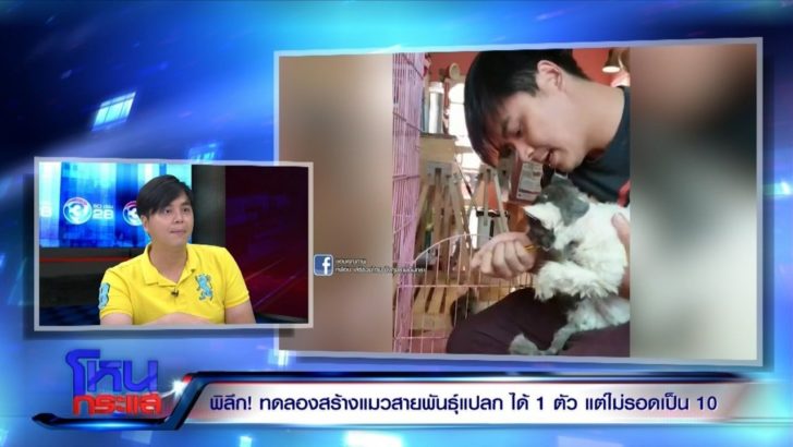 ช่วยแมว3