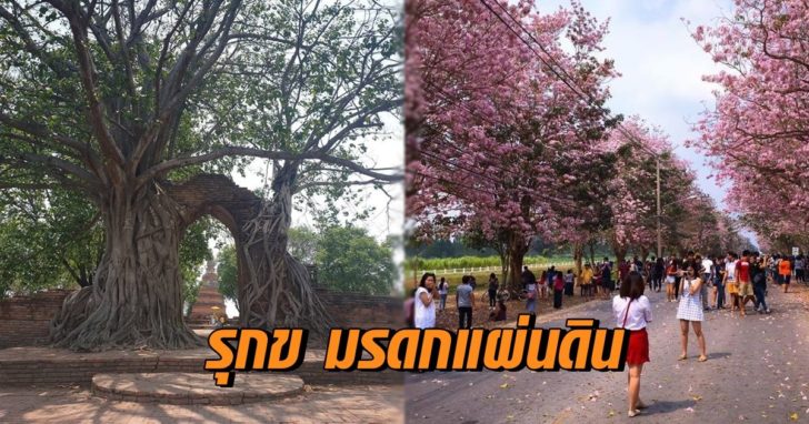 รุกข มรดกแผ่นดิน