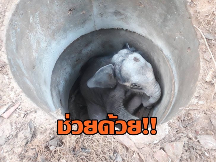 ลูกช้าง3