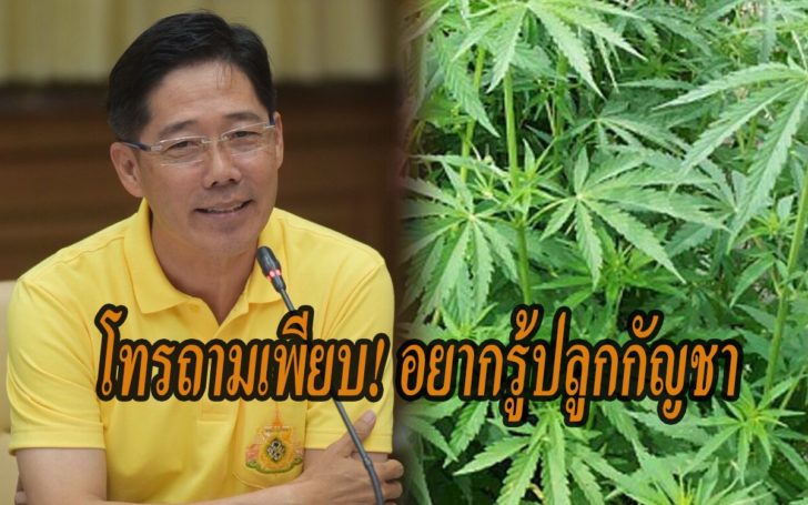 สายด่วนปลูกกัญชา
