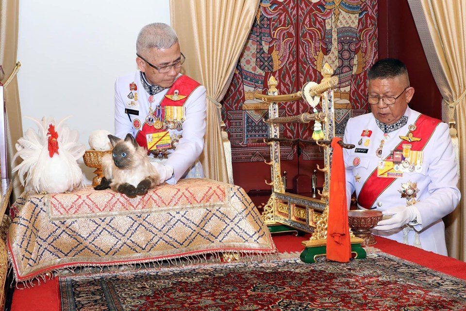 เผยความหมาย? วิฬาร์ (แมว) ไก่ขาว  สิ่งของมงคลในการพระราชพิธีเฉลิมพระราชมณเฑียร