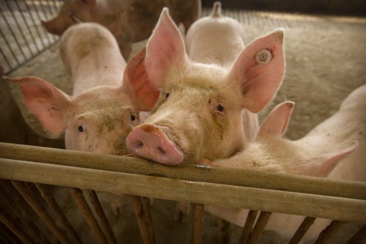 China Pig Plague