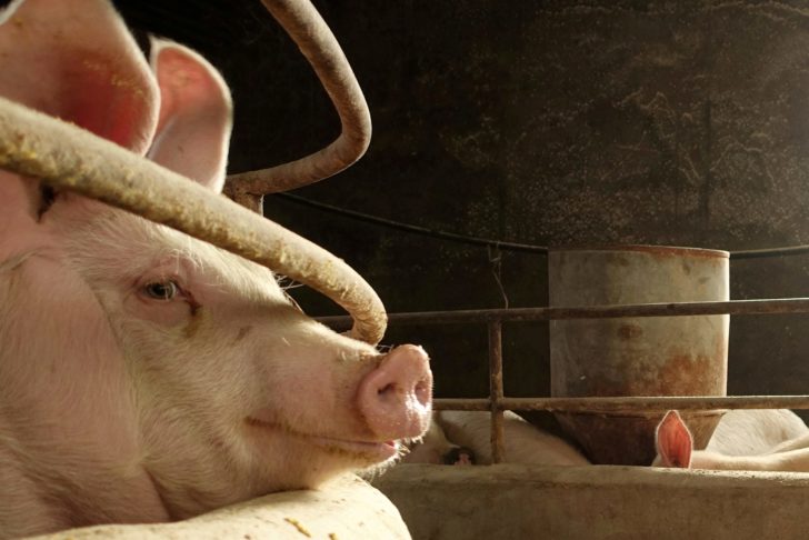 FILE PHOTO: China's pork consumption falls as African swine fever spreads