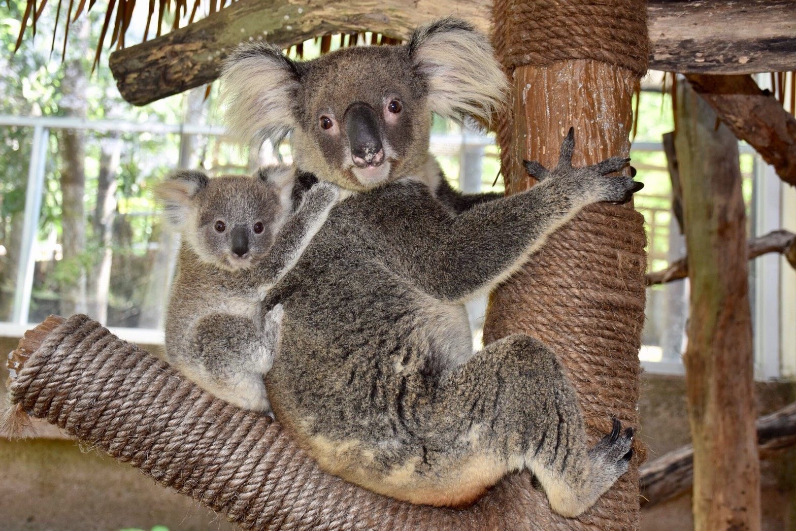ฉลอง 41 ปี สวนสัตว์เขาเขียว ชมลูกโคอาล่าจากออสเตรเลีย
