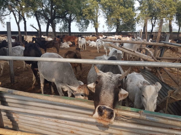 Masterless holy cows in India