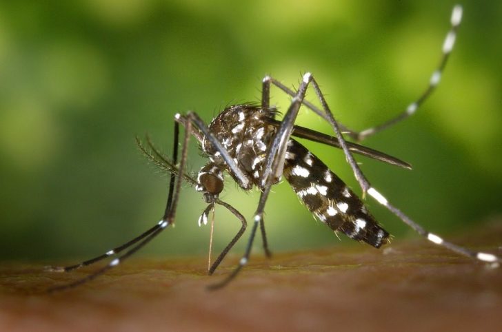 tiger-mosquito-49141_960_720