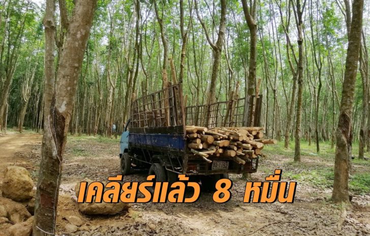 ตดไมเขาหนตง14