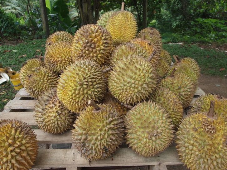 ทุเรียน