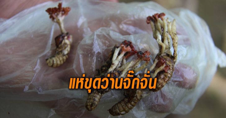 ว่านจั๊กจั่น