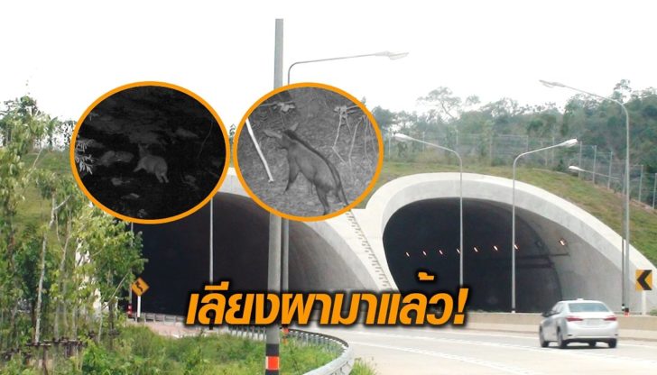 เลียงผาข้ามอุโมงค์