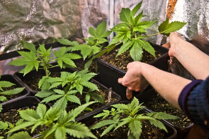 FILES-FRANCE-CANNABIS-JUSTICE