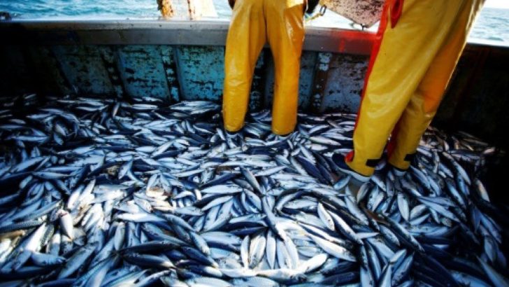 ปาเลา 'อนุโลม' ญี่ปุ่นจับปลาเขตสงวน