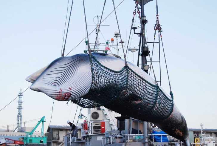 JAPAN-POLITICS-DIPLOMACY-ENVIRONMENT-WHALING