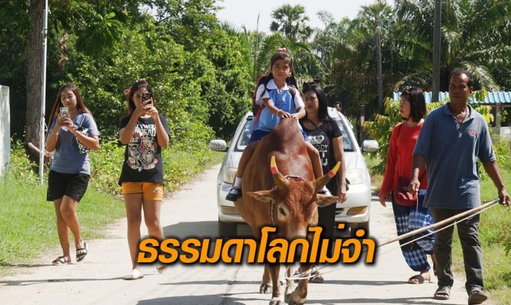 ขี่วัว