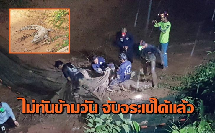 จับจระเข้ ชุมพร