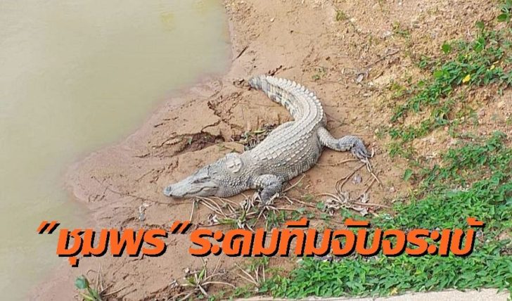 ชุมพร ล่าจระเข้
