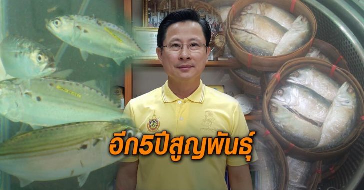 ปลาทูไทยวิกฤต1