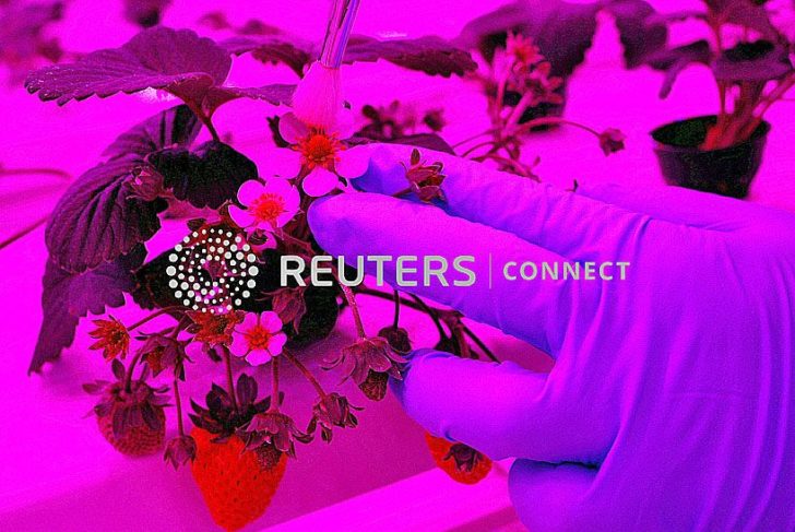 An employee pollinates a strawberry plant at Sustenir Agriculture's indoor farm in Singapore