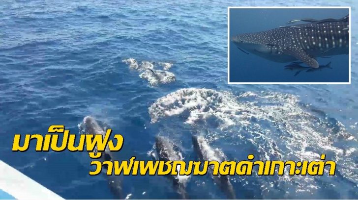 วาฬเพชฌฆาตดำ