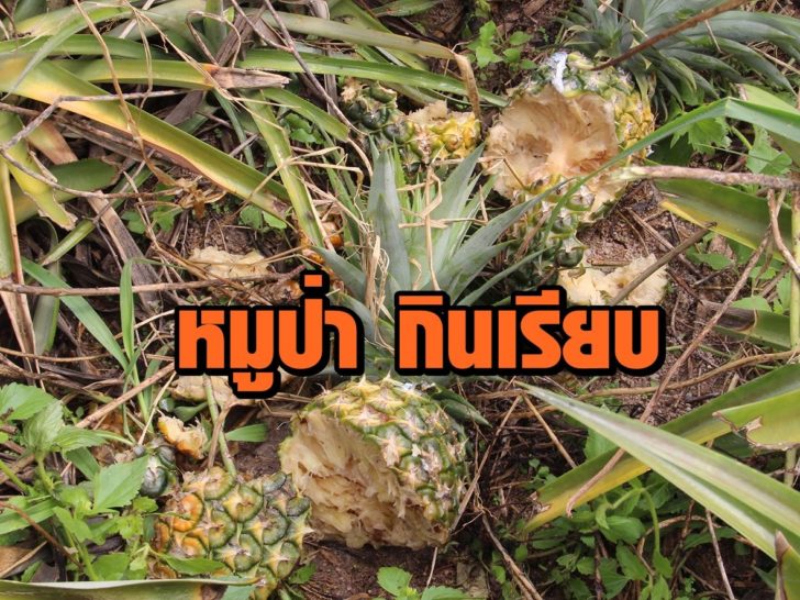 สบปะรด_7++++