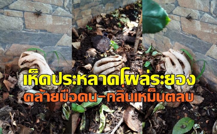 เหดประหลาด5