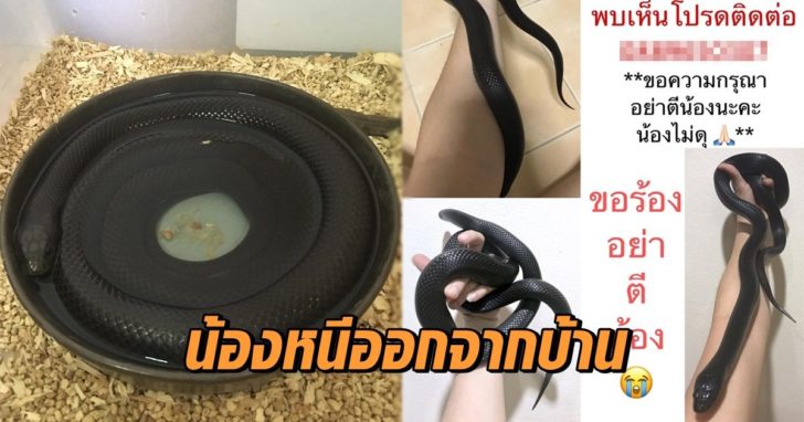 งูหนีออกจากบ้าน