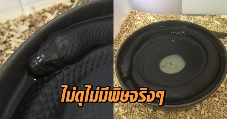 งูดำ งูดำ