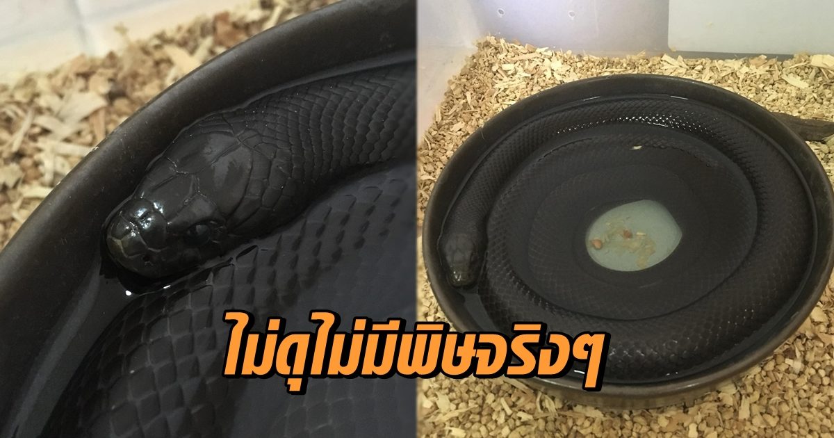 งูดำ