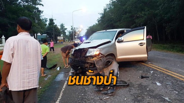 ชนช้างป่า