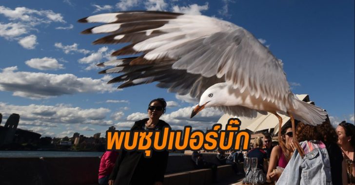 นกนางนวล
