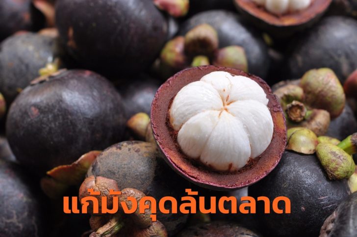 ภาพประกอบ มังคุดล้นตลาด.(2)jpg