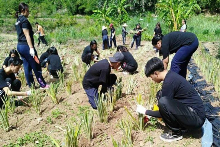 สัปปะรด