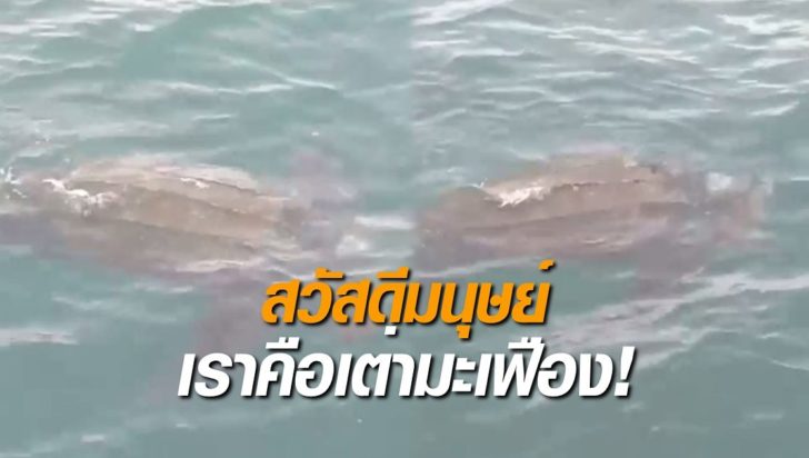 เต่ามะเฟือง01