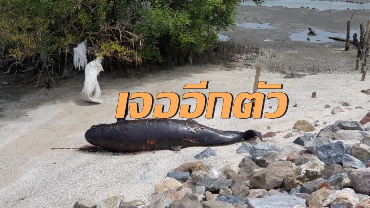 โลมาเกยตื้น