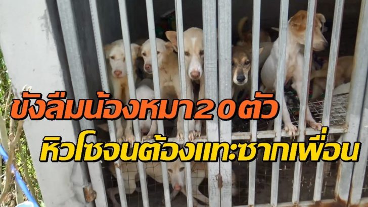 ขังหมา สงขลา3