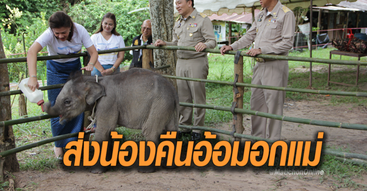 ชบาแก้ว