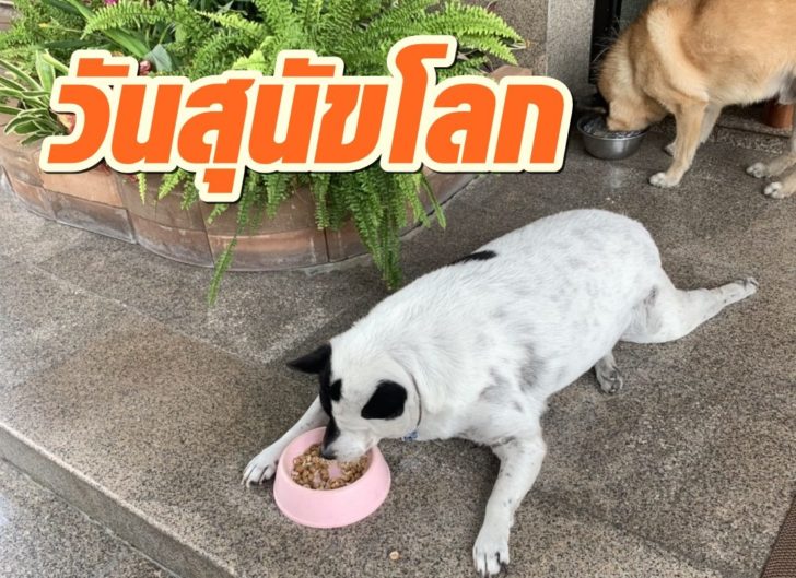 วันสุนัขโลก