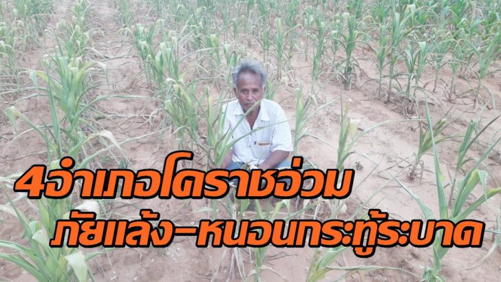 เกษตรกรโคราช