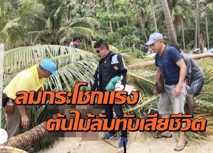 เกาะพังัน ต้นไม้หัก