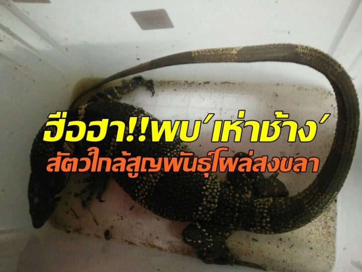 เห่าช้าง0