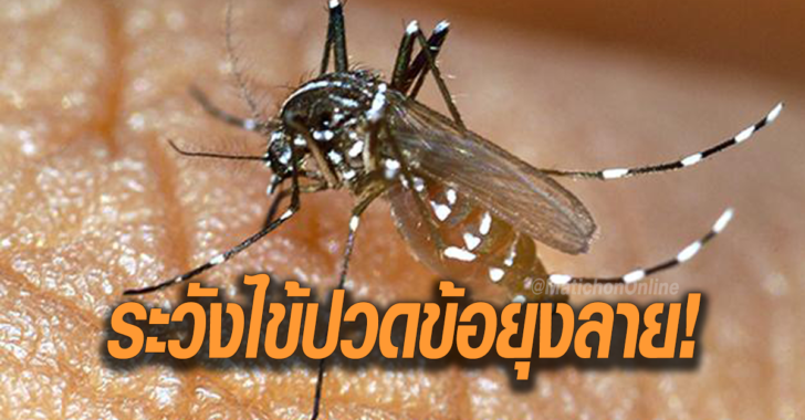 ยุงลาย