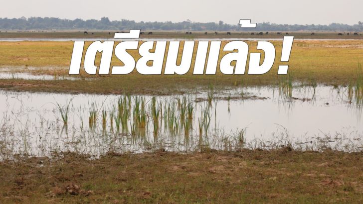 IMG_4108 แล้ง