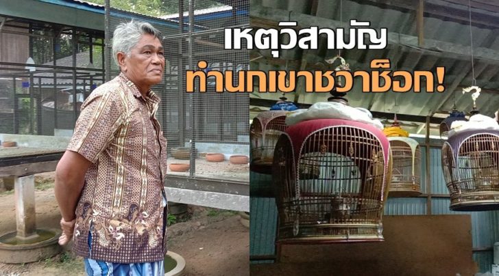 นกเขาชวา