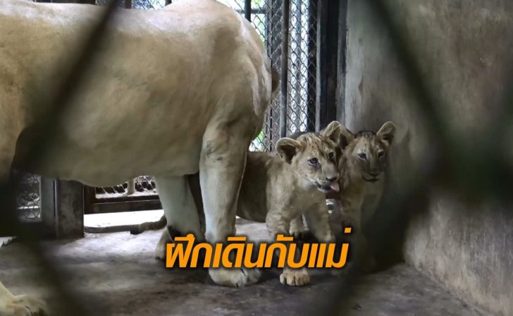 สิงโต