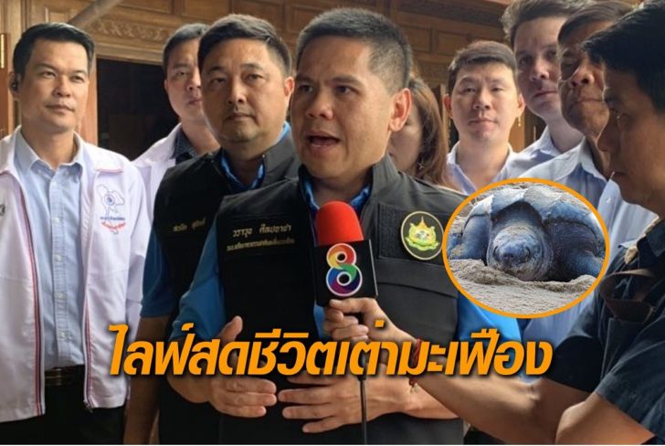 ไลฟ์-เต่ามะเฟือง