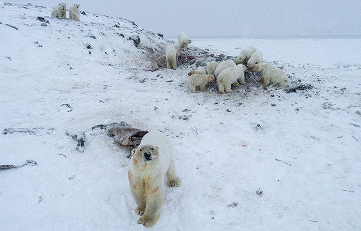 56 hungry polar bear besiege village in Chukotka