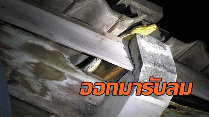 จับงู