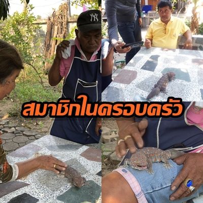 ตุ๊กแก.4