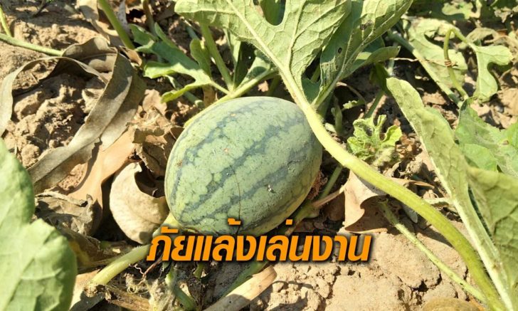 ปลูกแตงโม-ภัยแล้ง